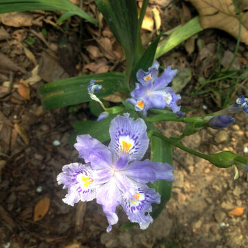 鳶尾花