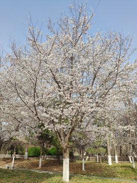 櫻花