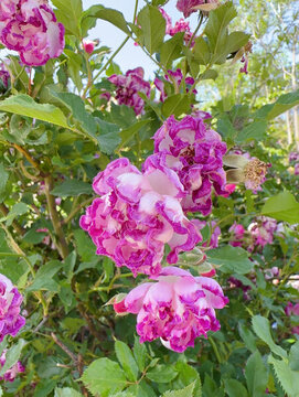 月季花