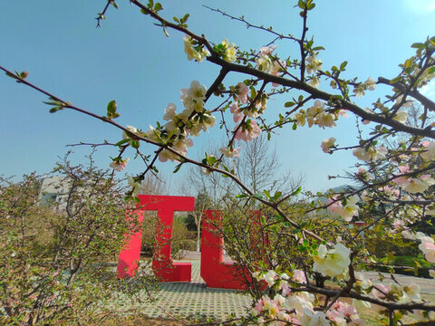 木瓜花
