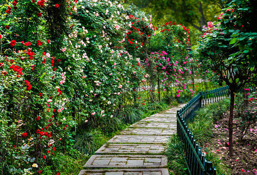 開滿鮮花的小路