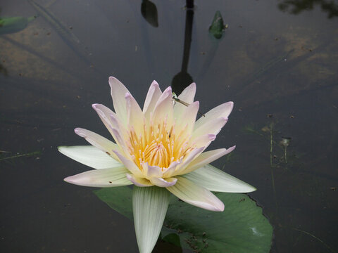 荷花蜻蜓