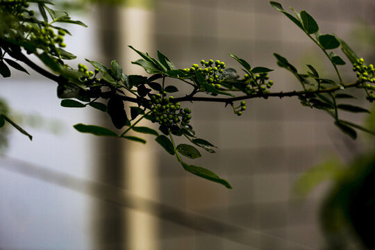 花椒枝