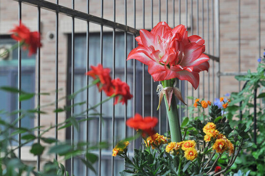 朱頂紅