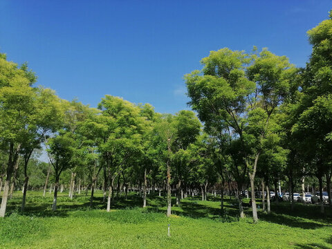 陽光樹林草地