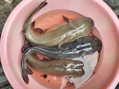 鯰魚(yú)特寫