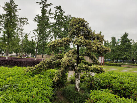 羅漢松樹造型