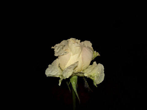 月季花