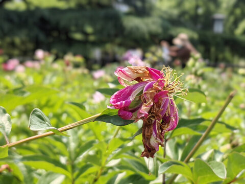 枯萎的芍藥花