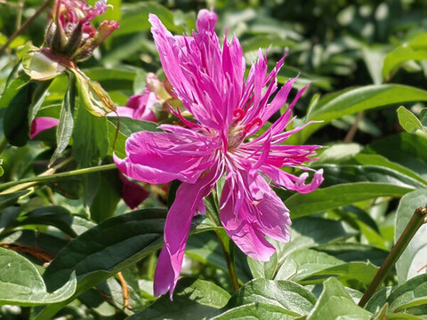 粉色芍藥