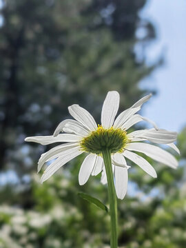 白色太陽(yáng)菊花