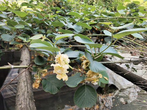 楊桃樹與楊桃花