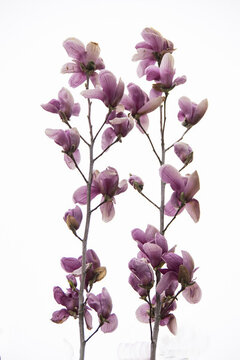 高調(diào)盛開(kāi)的紫玉蘭花
