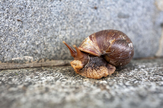街邊雨后的非洲大蝸牛