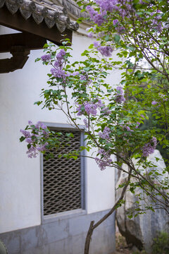 春色滿園