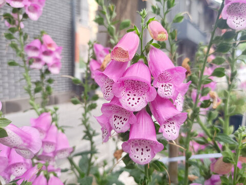 假龍頭花