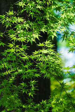 春天陽光下的雞爪楓