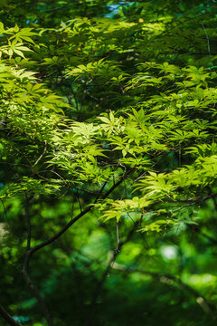 春天陽光下的雞爪楓