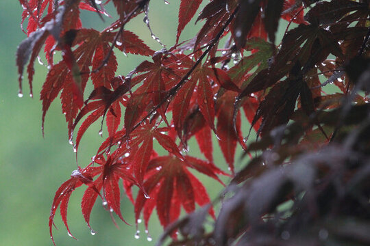 雨中紅楓