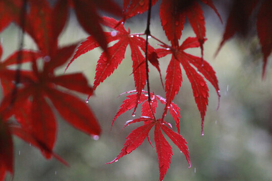 雨中紅楓