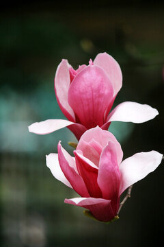 紅花玉蘭