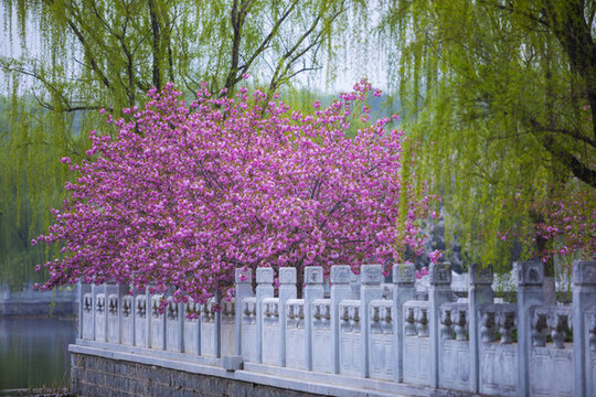 櫻花