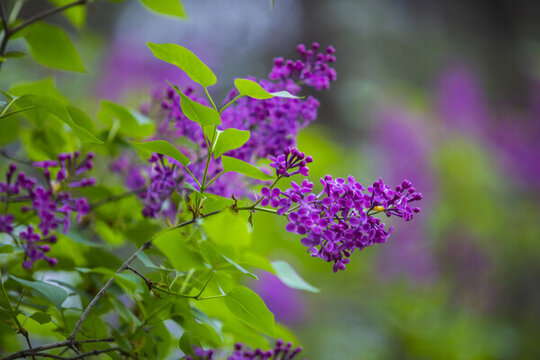 丁香花