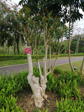 公園