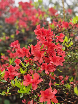 杜鵑花