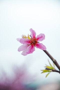 桃花