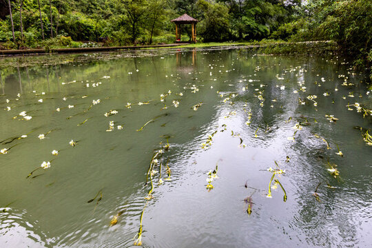 永福縣百壽河濕地公園海菜花開