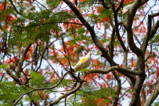 鳳凰花和鴿子