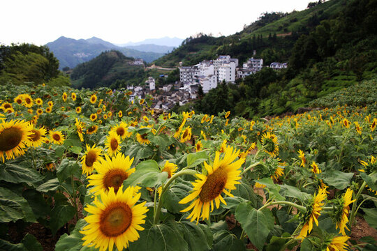 山村向日葵