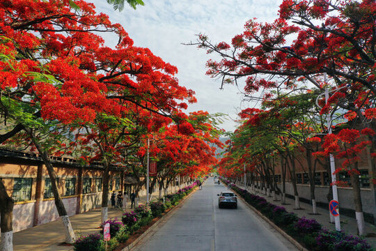 小綠汁鳳凰花