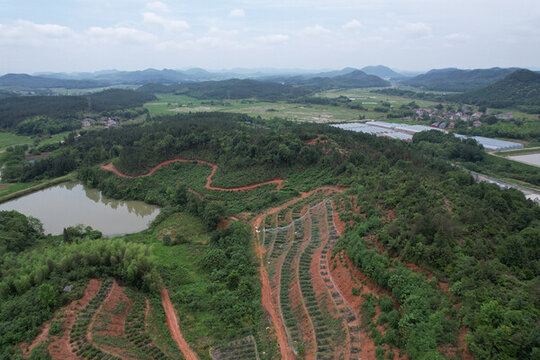 青山白云藍莓基地