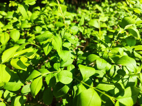夏日的黃楊綠植景觀