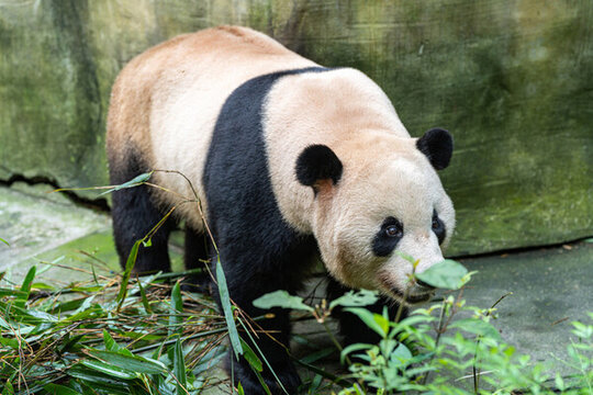 動物園玩耍的熊貓