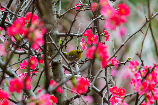 吃花蜜的灰腹繡眼鳥