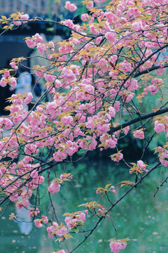 成都易園山水園林風(fēng)光