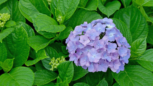 繡球花