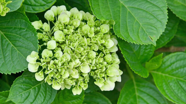 繡球花