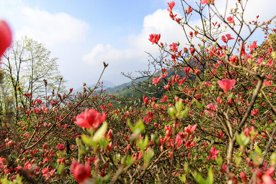 龜峰山杜鵑花