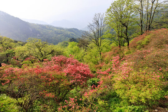 湖北麻城杜鵑花