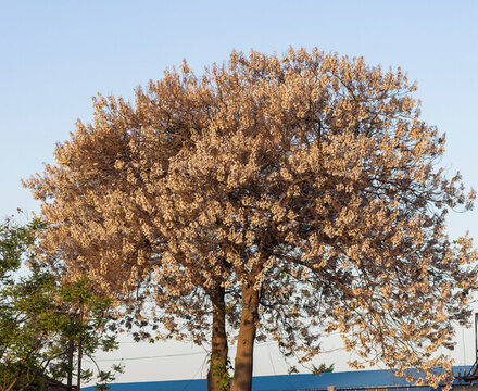 梧桐花