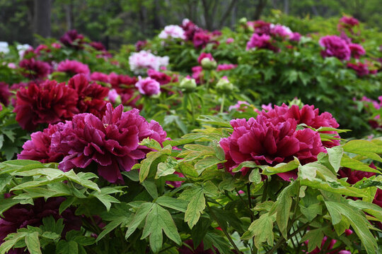 菏澤牡丹花