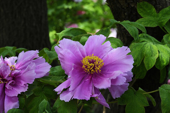 牡丹花蕊