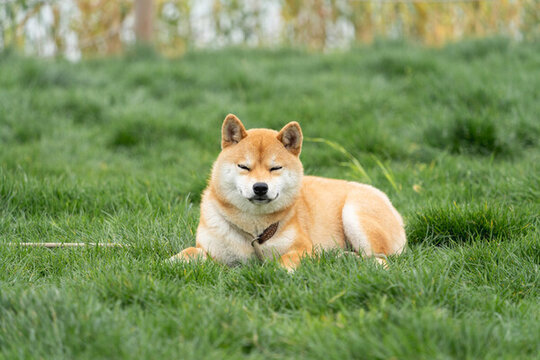秋田犬