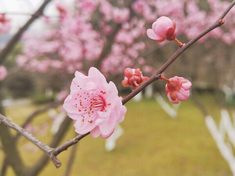 梅花