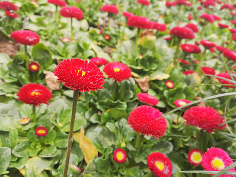 雛菊