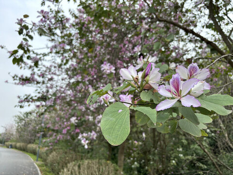 紫荊花